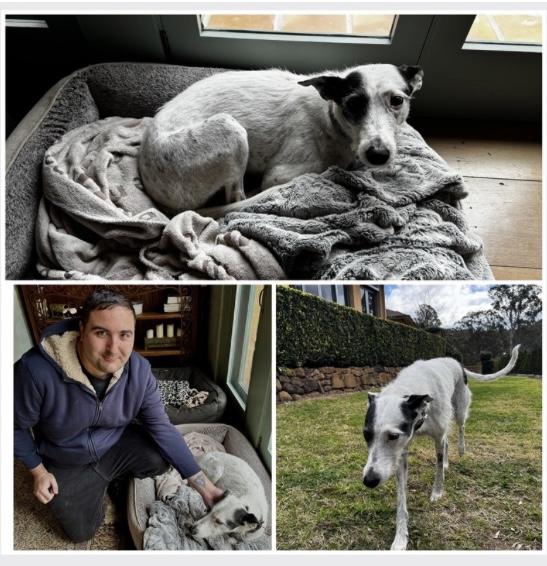 A rescued dog shown resting, with its carer and outdoors