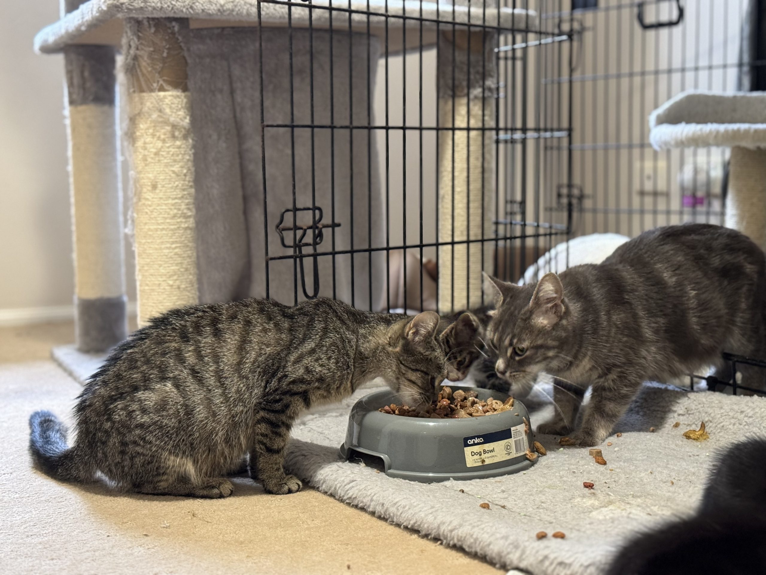 Cats eating together in foster care