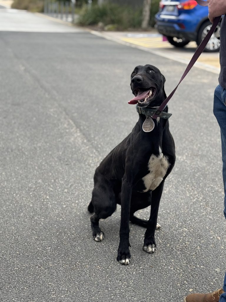 A black dog safely walking on a lead