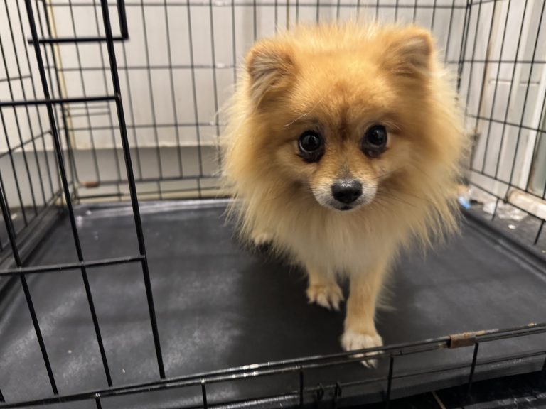 A small Pomeranian safe inside a humane enclosure