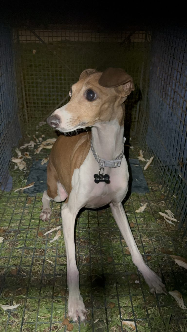 A dog standing safely inside a humane trap