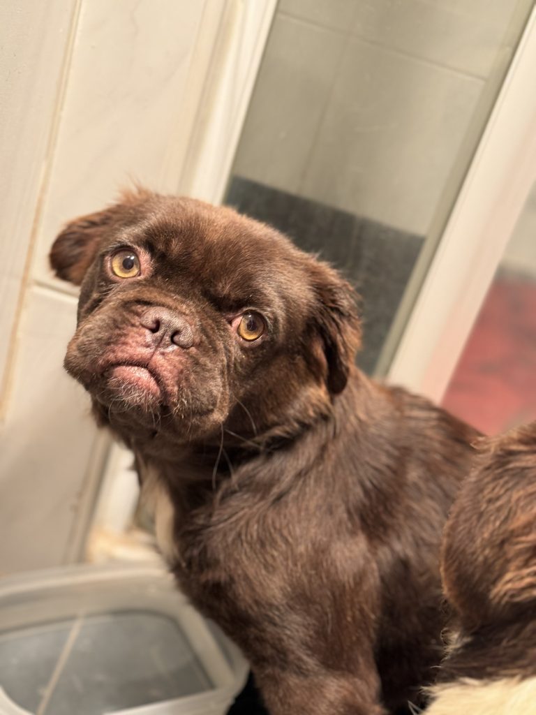 A small brown dog resting safely indoors
