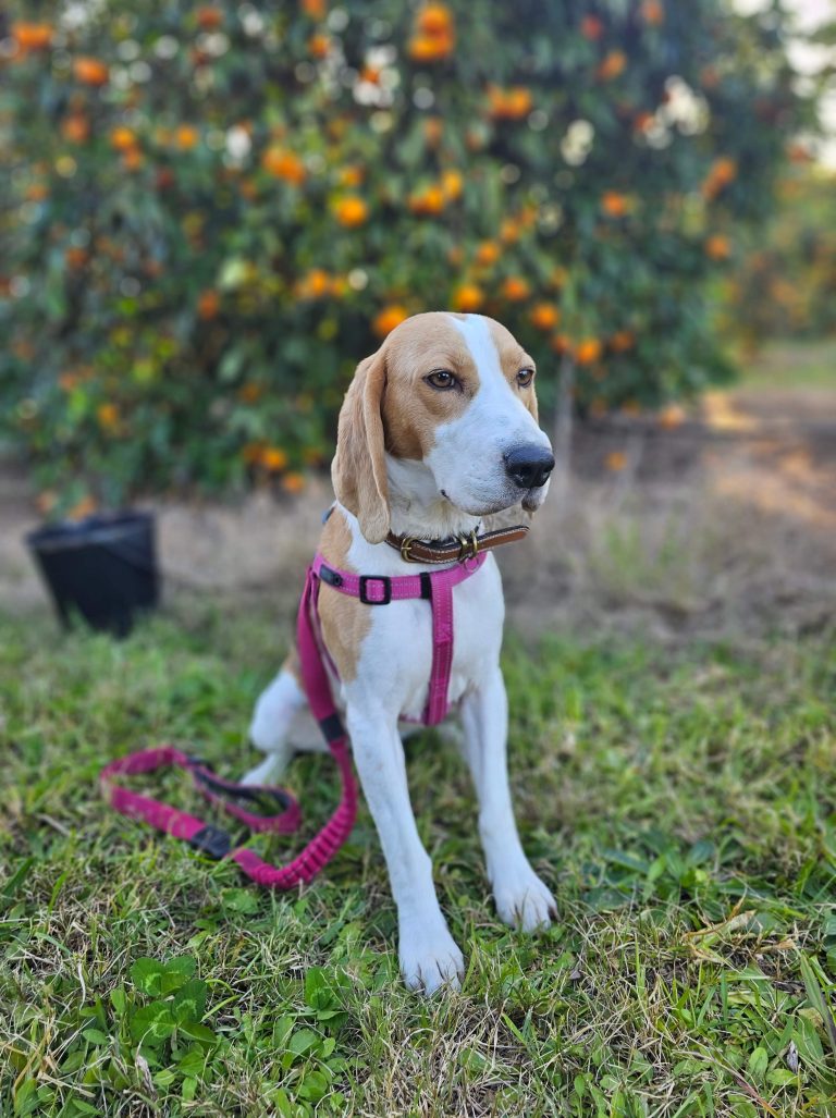 A beagle wearing a harness outdoors