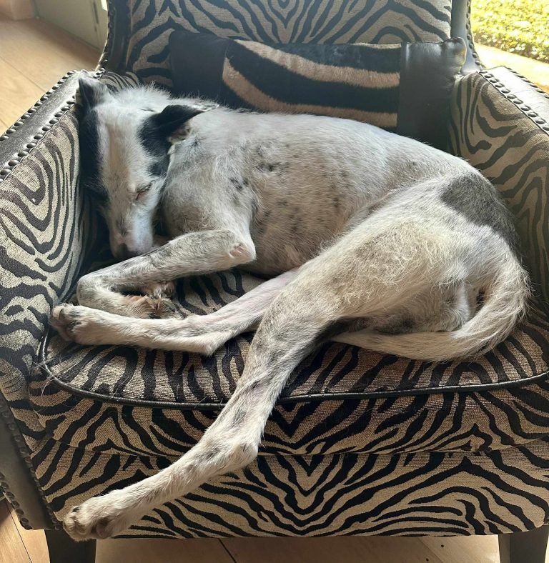A rescued dog sleeping comfortably indoors