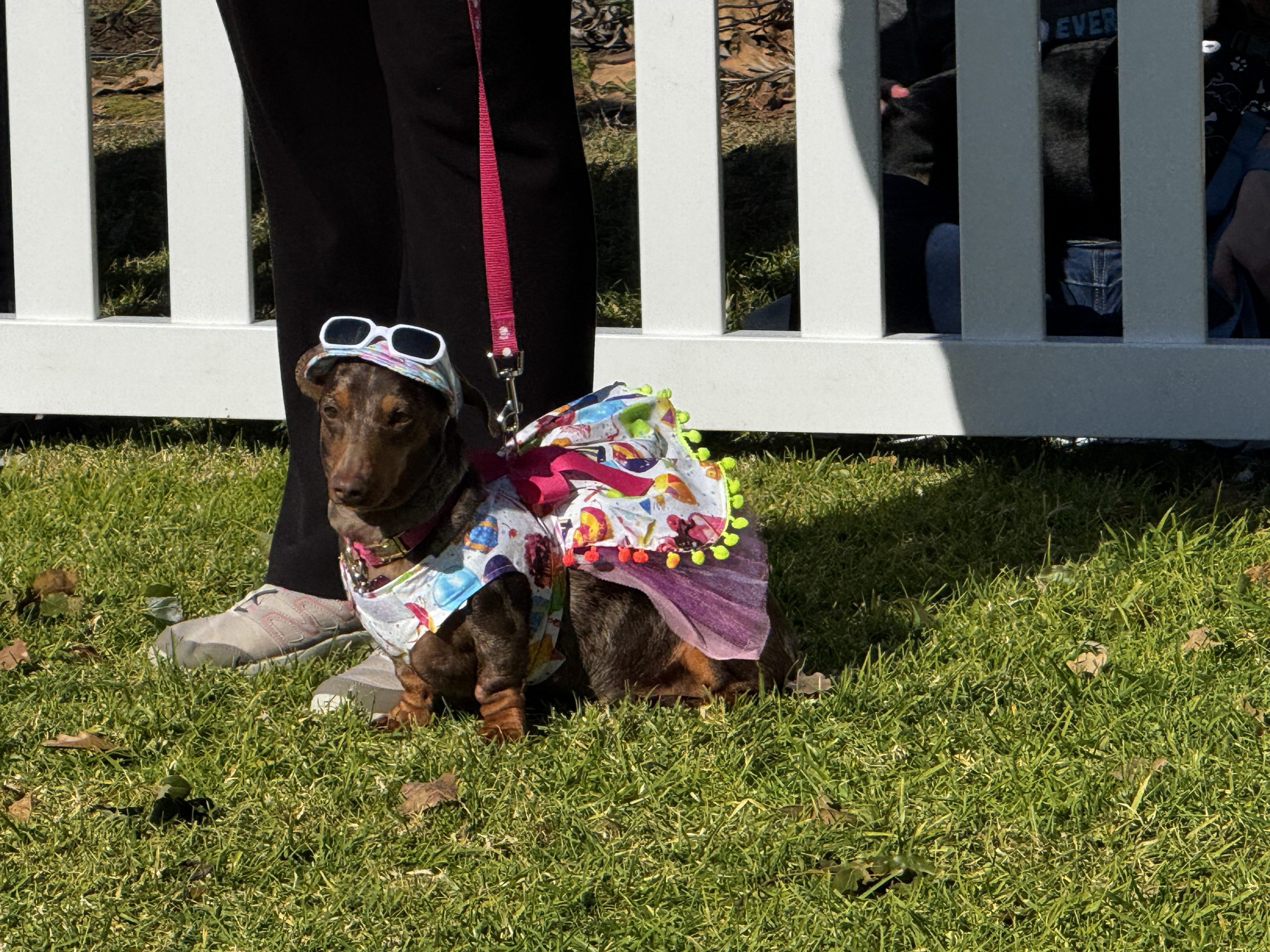 A small dog dressed for a community event