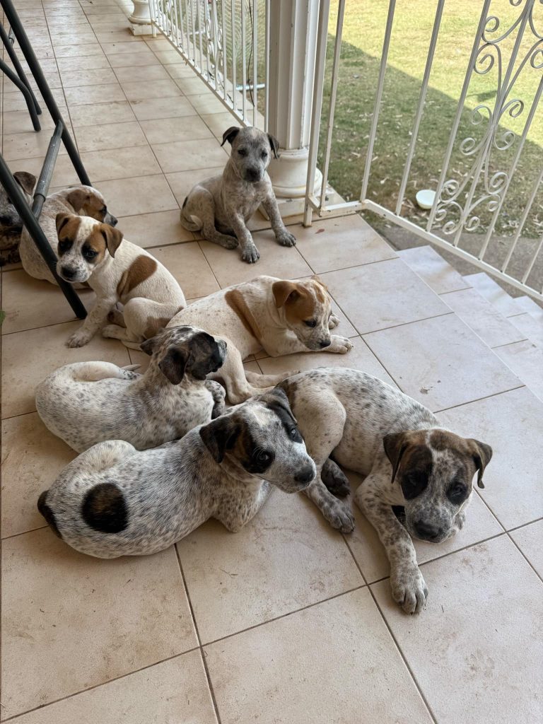 A litter of puppies together in a safe enclosure