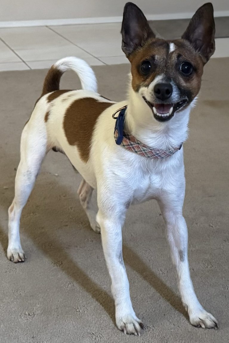A happy dog standing indoors