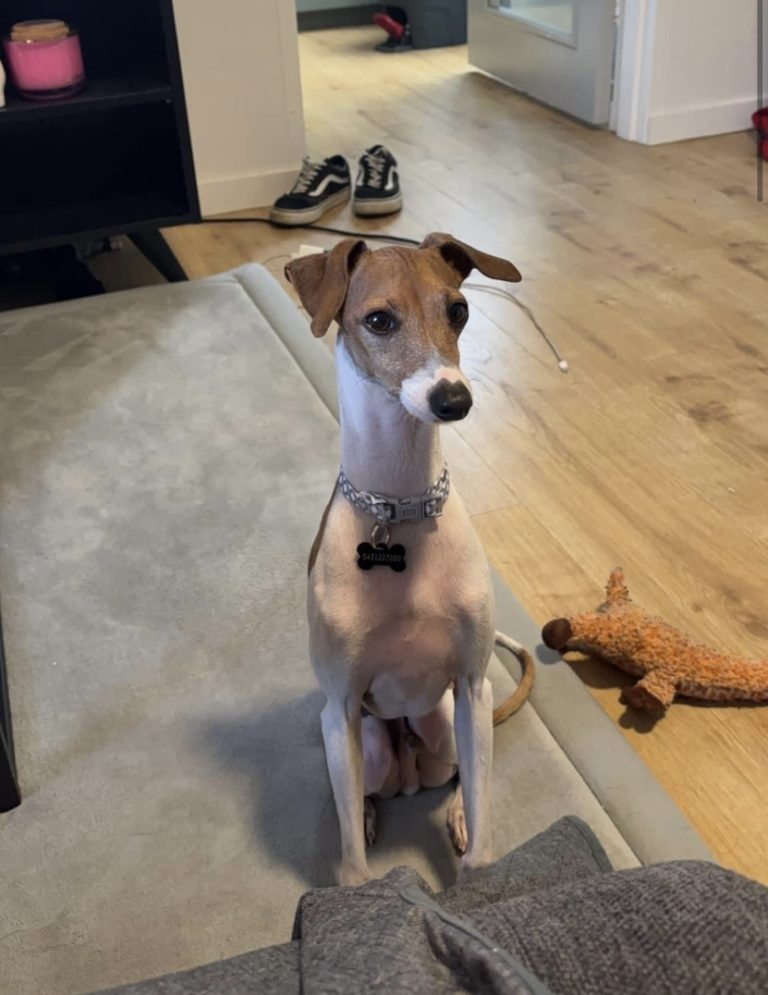 A young dog standing in a family home