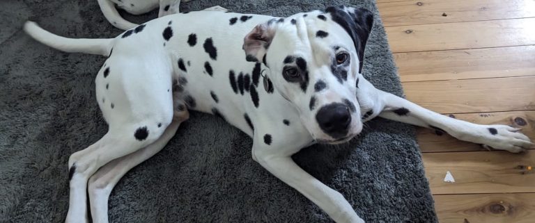 A Dalmatian resting on a couch