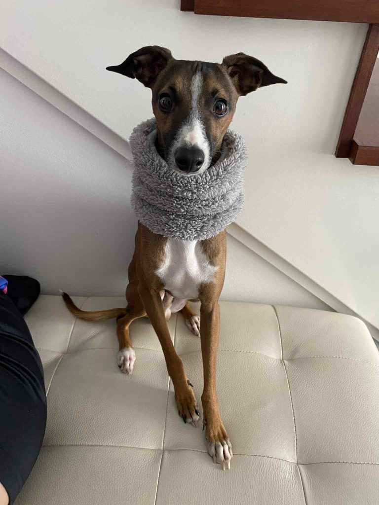 A rescued dog wearing a warm jumper