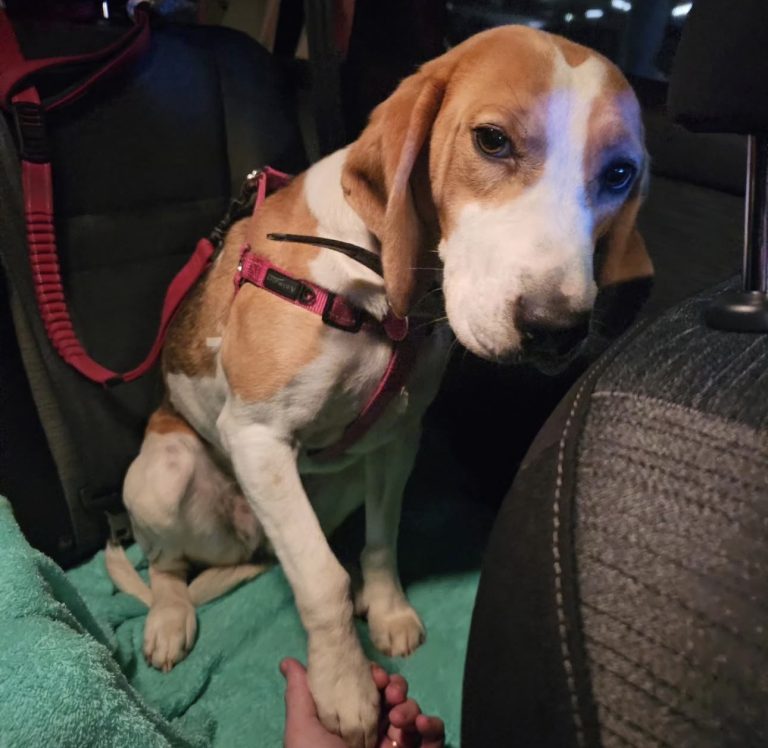 A beagle secured safely in a vehicle