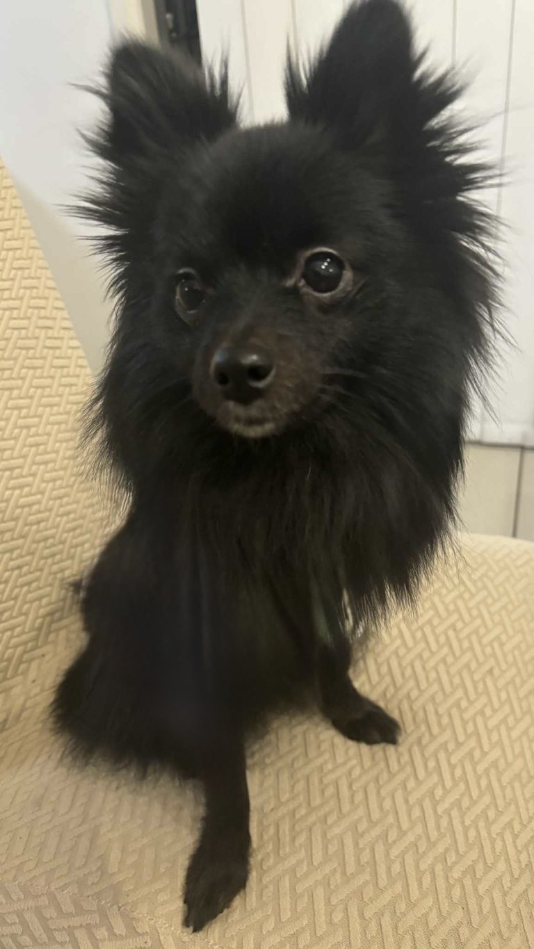 A small black Pomeranian in care