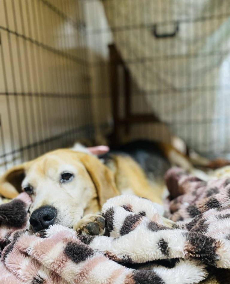 A dog resting with its puppies