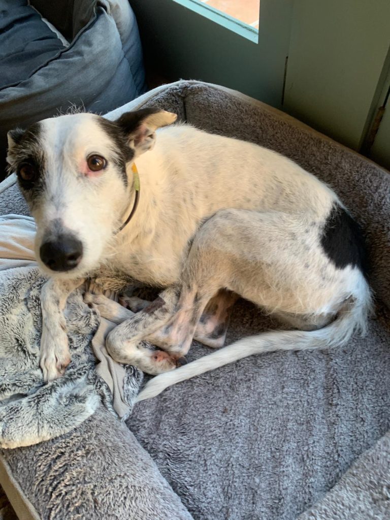 A rescued dog resting in a vehicle