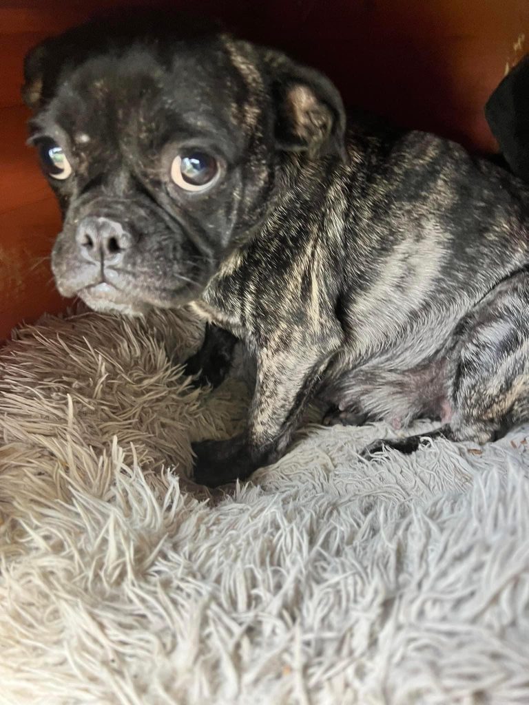 A small dog resting comfortably indoors