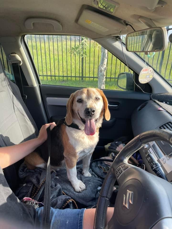 A happy dog sitting in the driver's seat of a parked vehicle