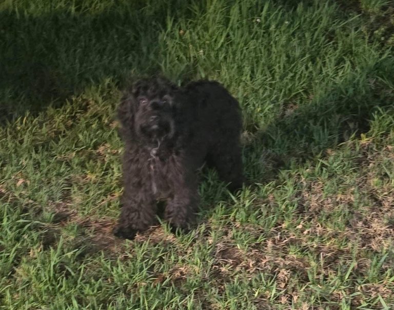A small black dog sighted on grass