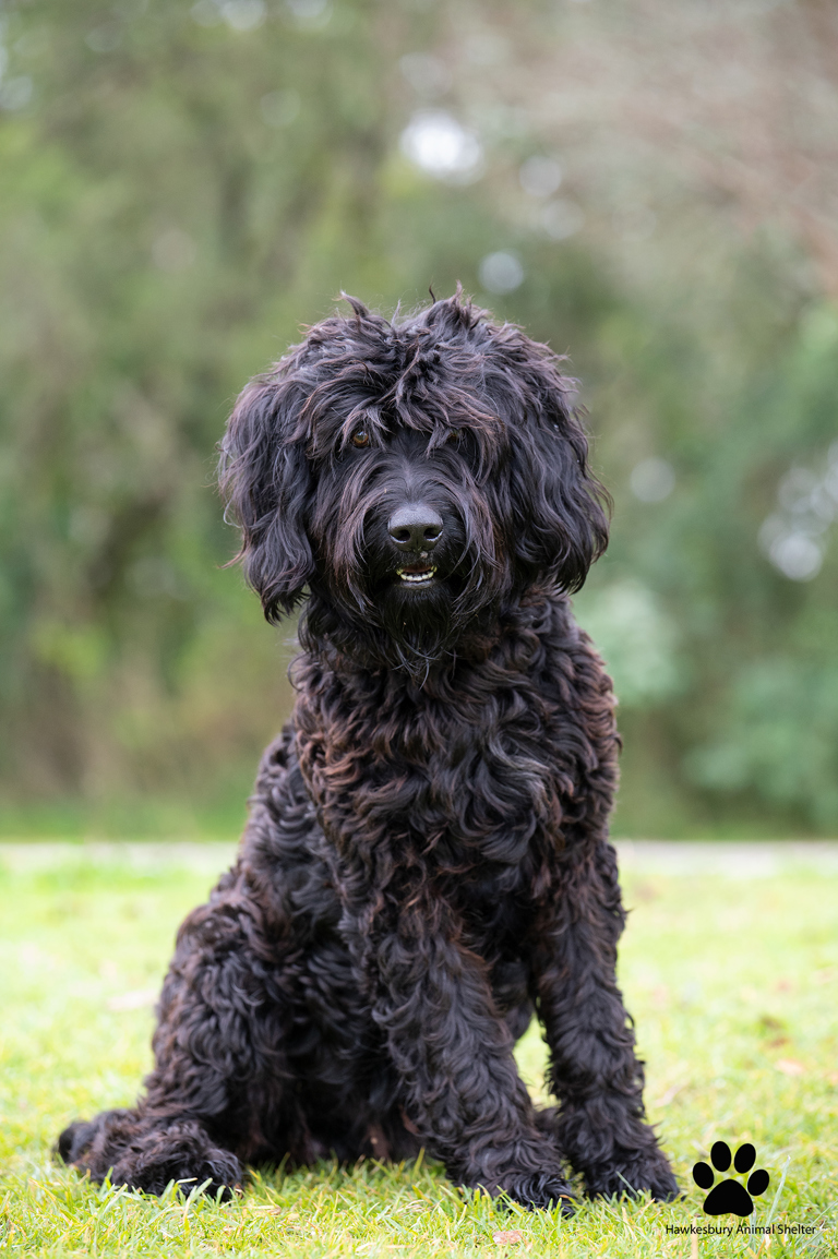 A black dog photographed safely outdoors