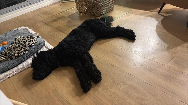 A black dog resting safely indoors