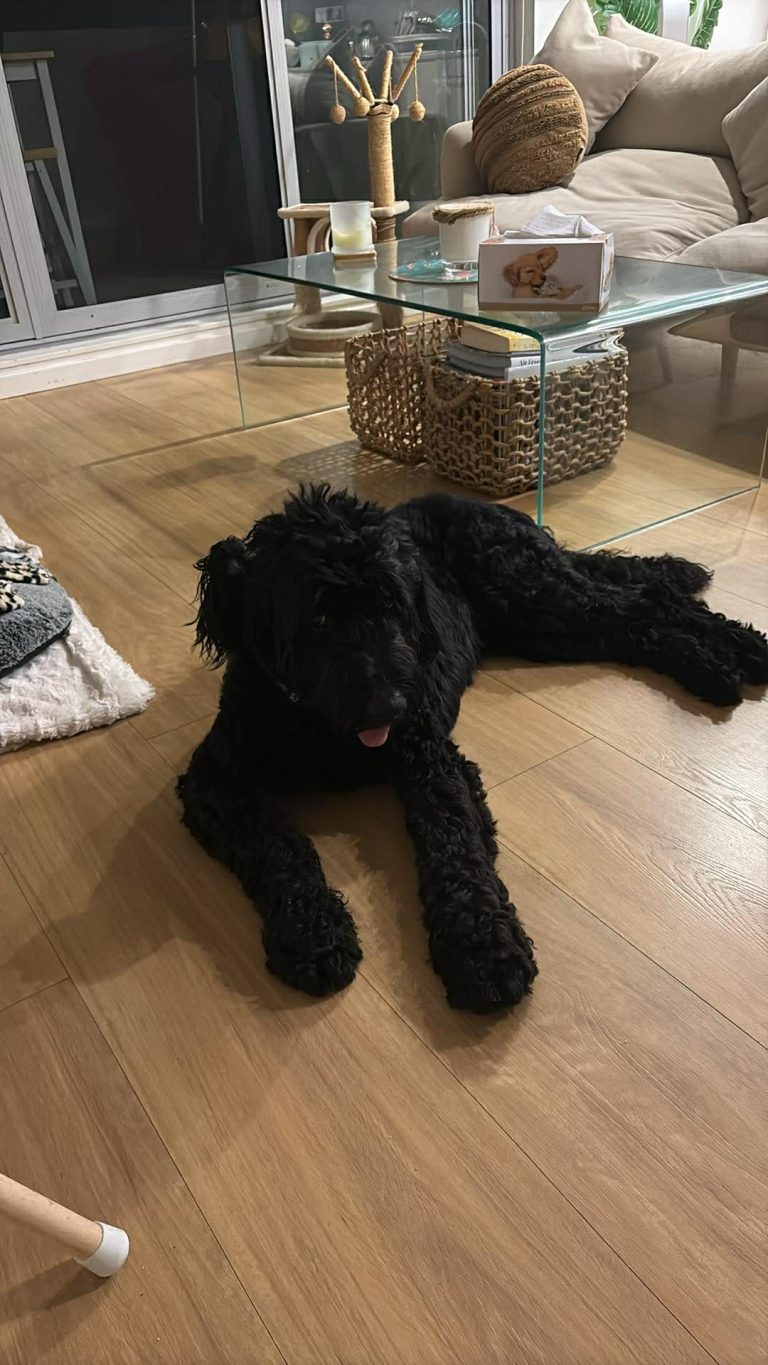 Roger resting comfortably at home