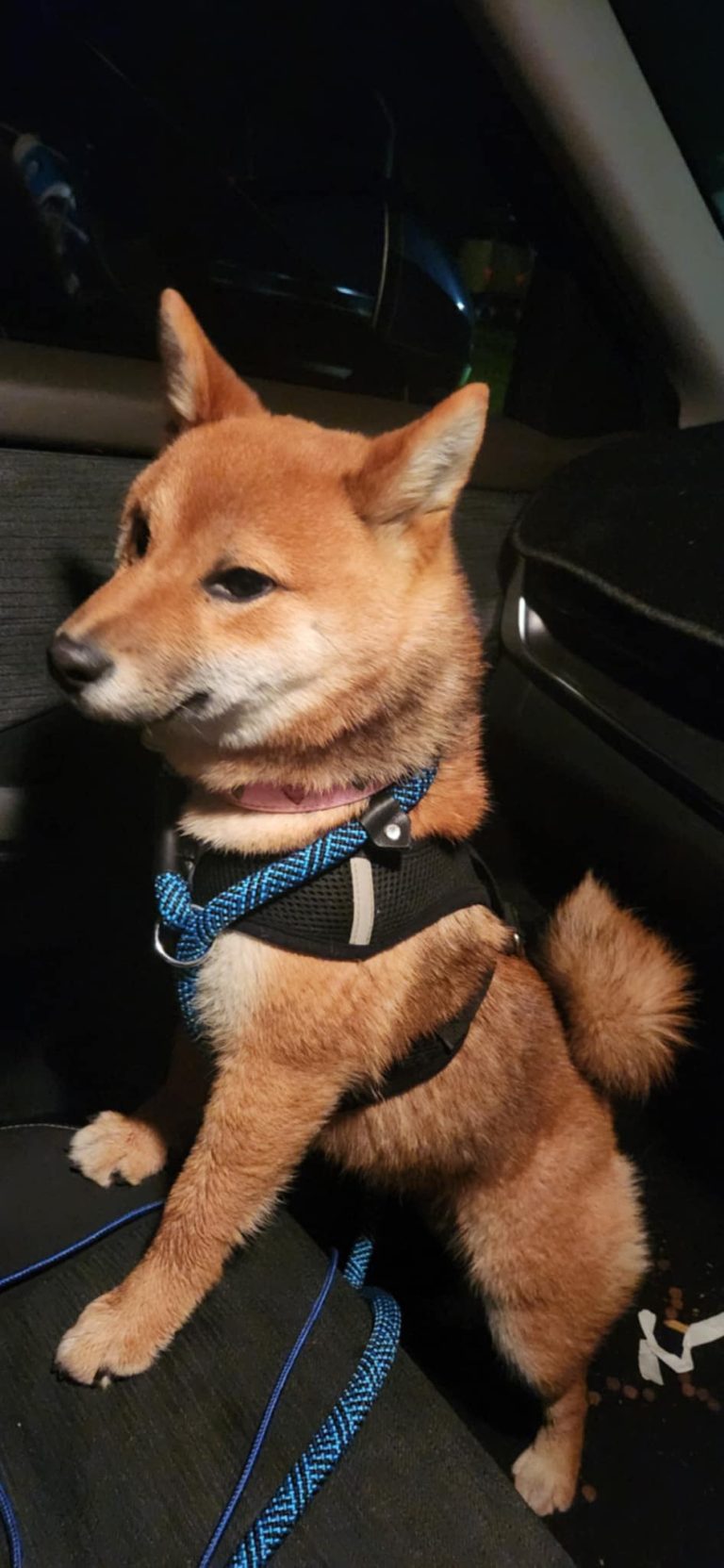 A rescued Shiba Inu safely on lead