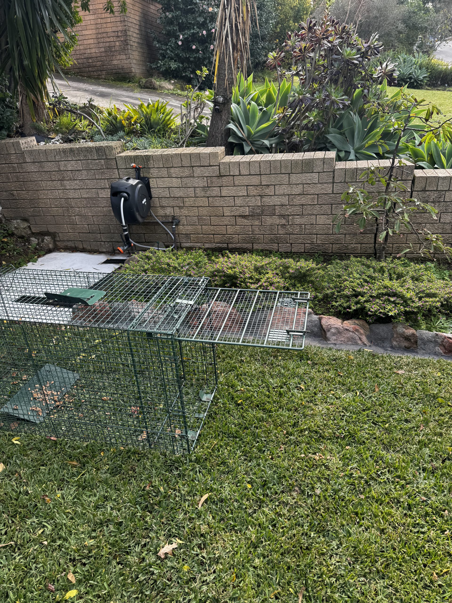 A humane box trap positioned on grass